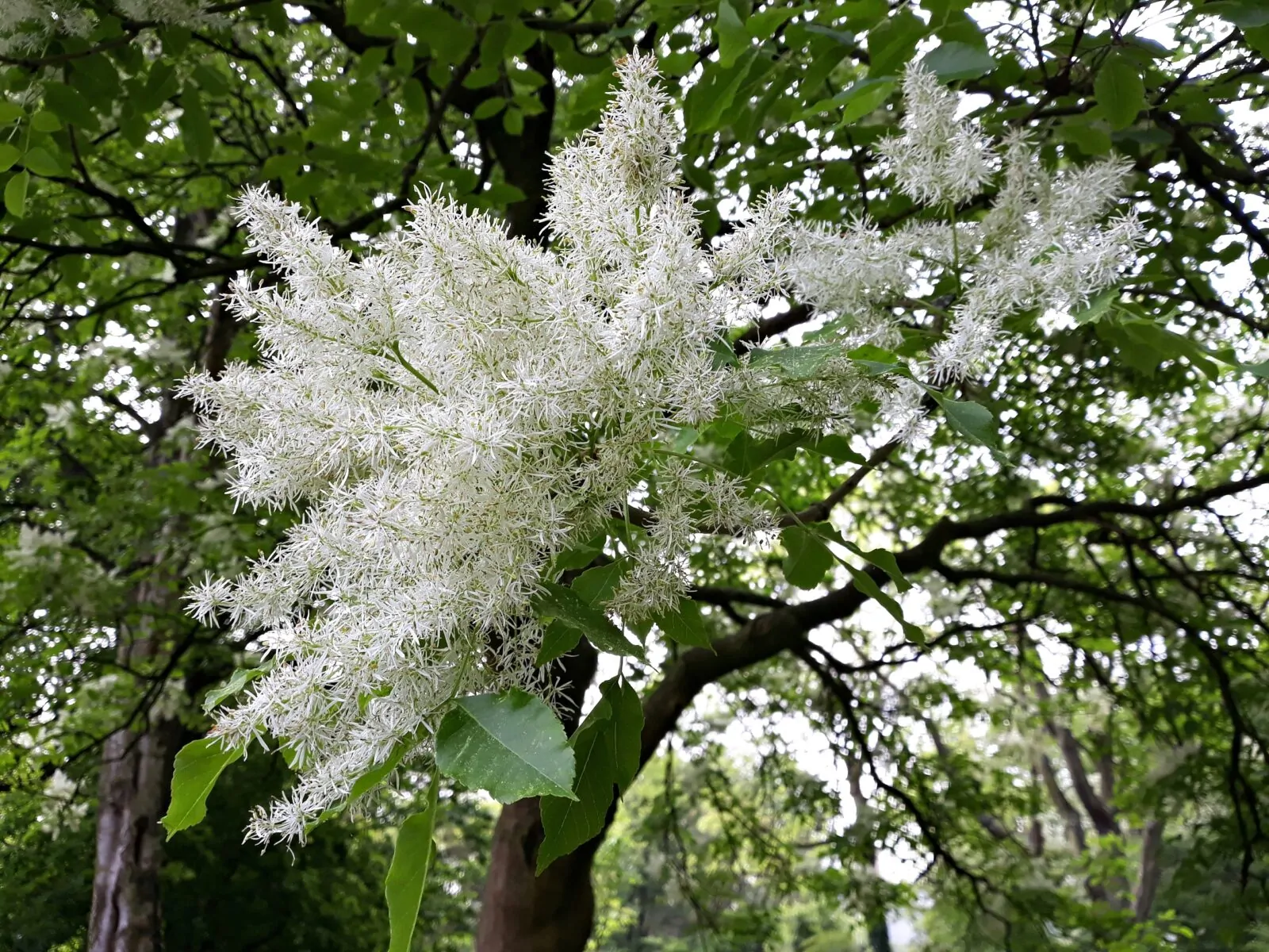 Fringetree: The Perfect Native Tree