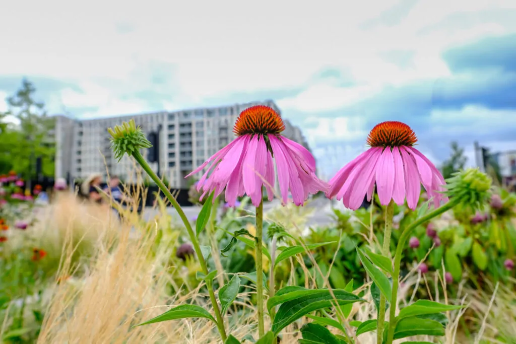 Two coneflowers in a flower bed with apartment in the background|urban landscaping