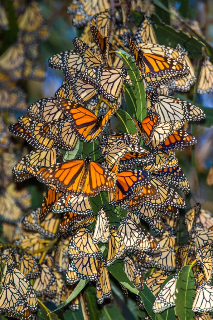 dreamstime_m_64296009|Alternateleaf Dogwood|Sweet Crabapple|Redbud|Callery Pear|Monarch Butterfly|Swamp Milkweed|Willow Oak|White Oak|Northern Red Oak|Swamp White Oak|Pin Oak|Tree Shelter|2022