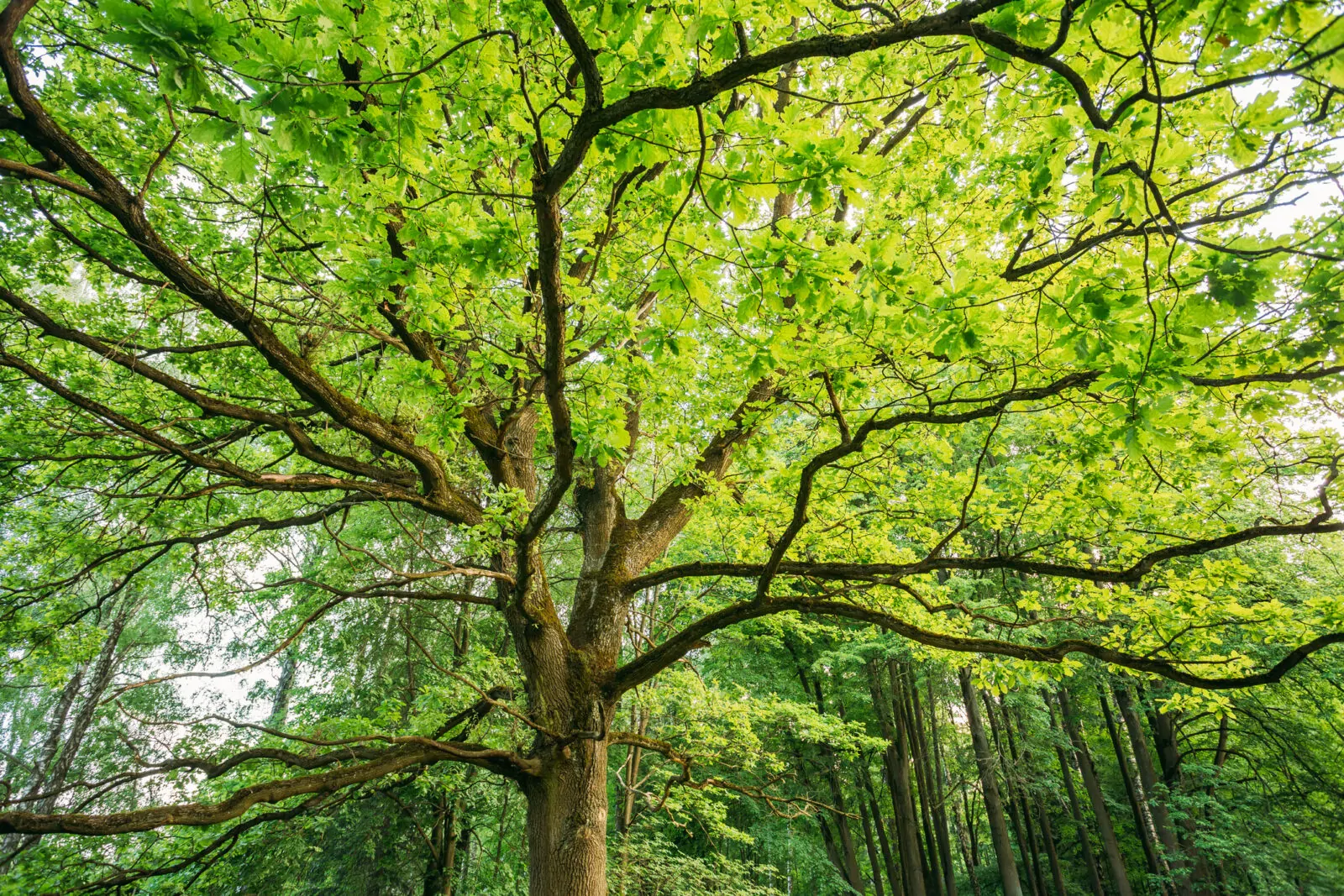 The Best Time to Fertilize Your Plants, Shrubs, Trees and Grasses