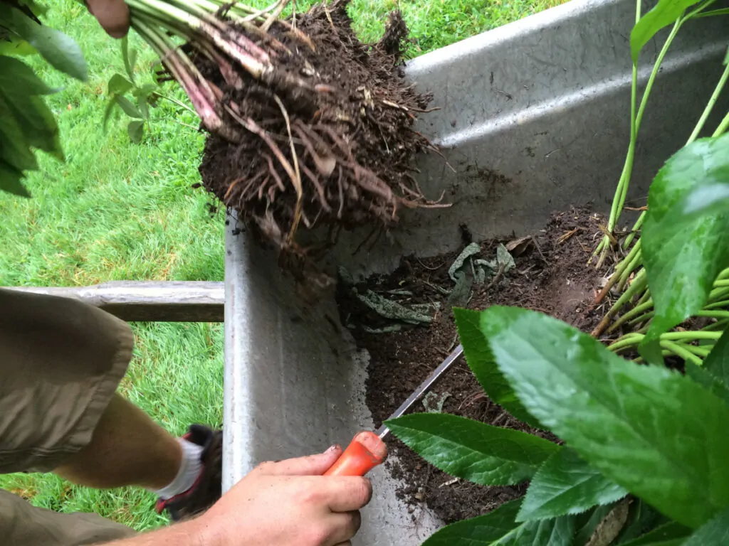 Image of a person dividing native plants
