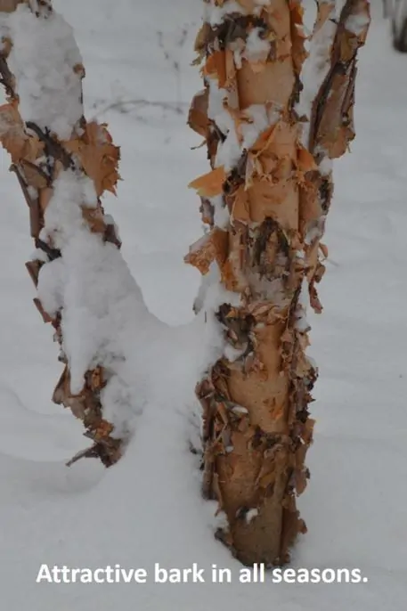 river birch bark