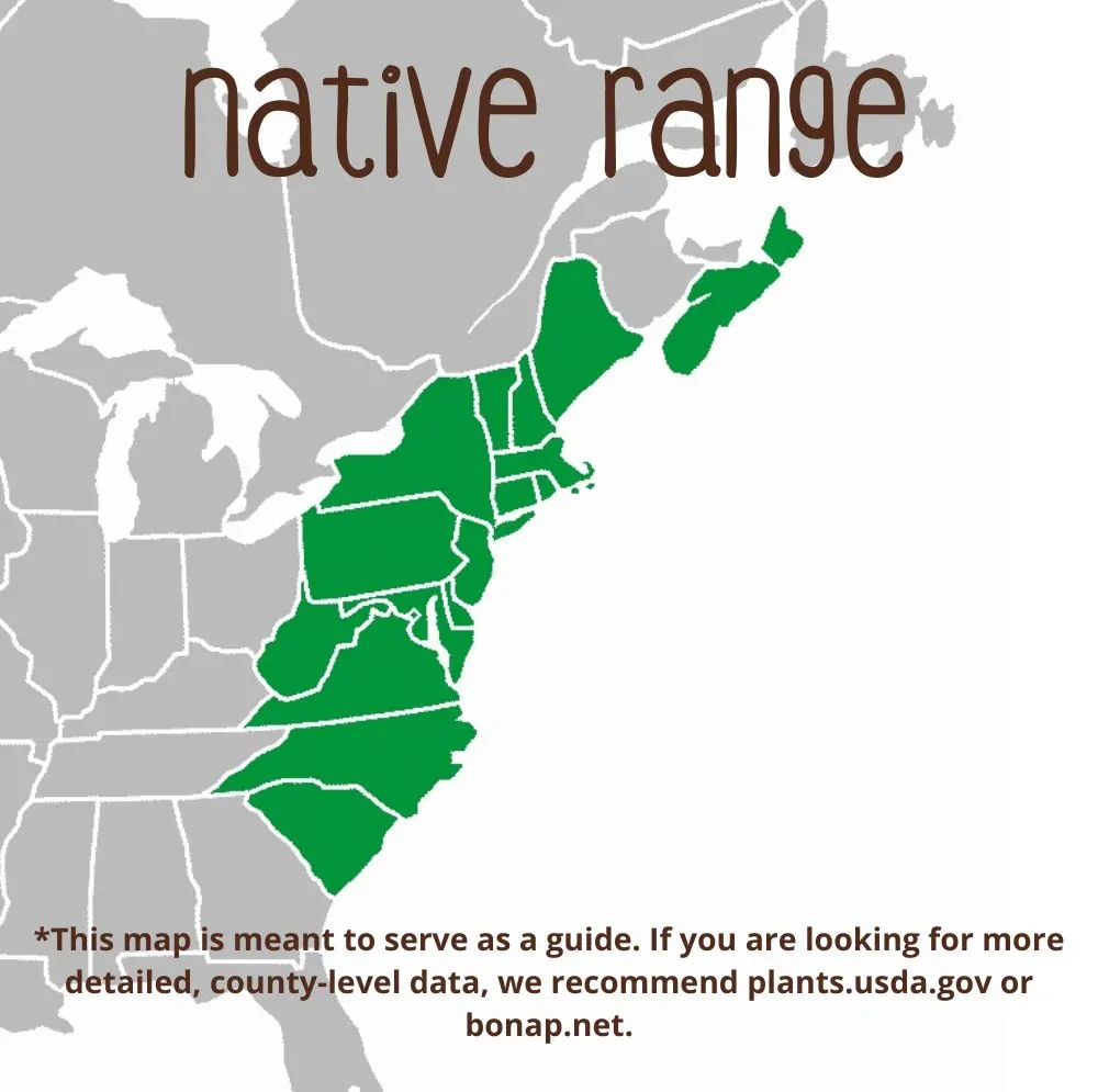 Coastal Joe Pye Weed Range