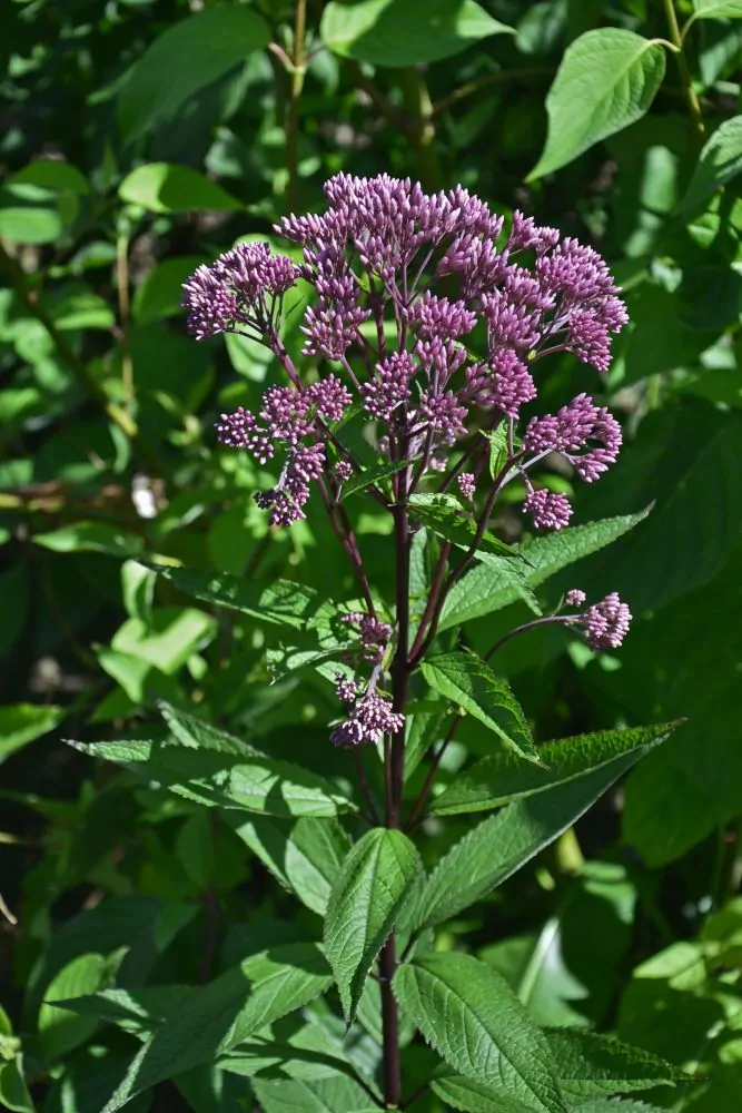Coastal Plains Joe Pye Weed Closeup