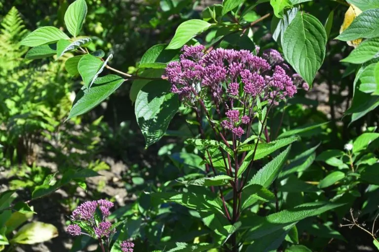Coastal Plains Joe Pye Weed with Dogwood