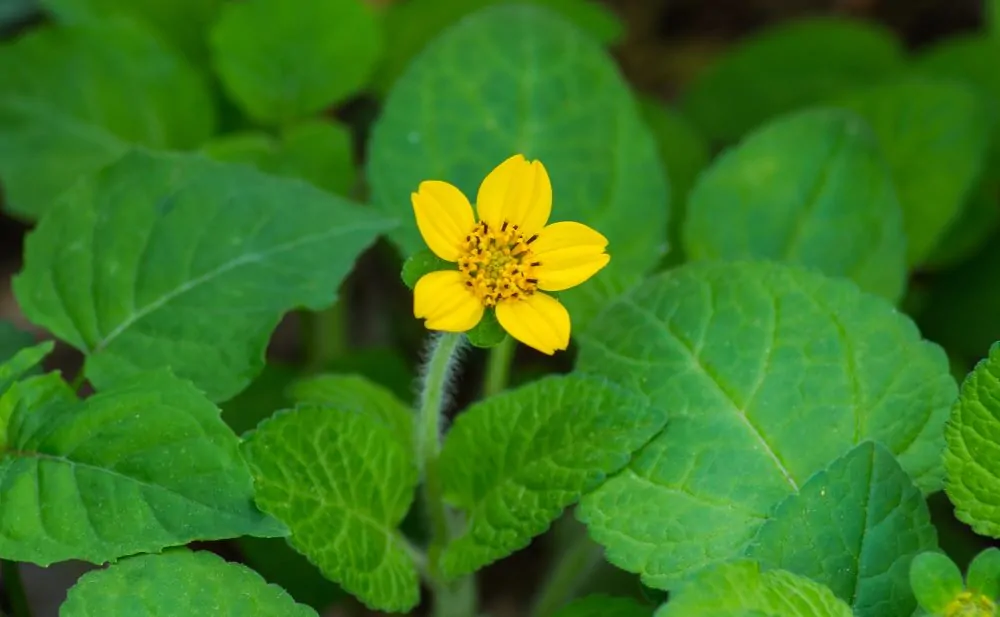 Green and Gold Closeup