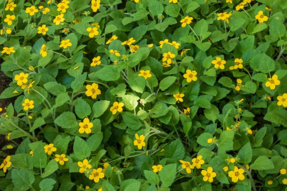 Green and Gold plants