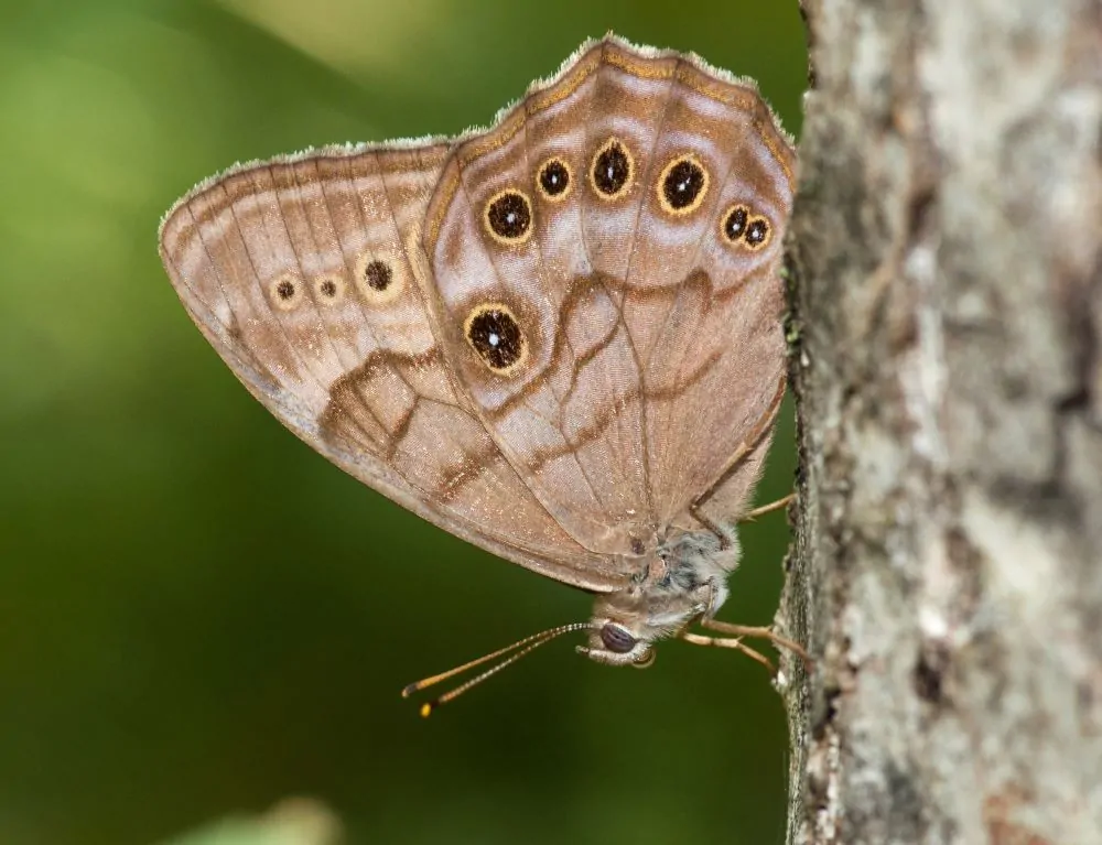 Northern Pearl-Eye