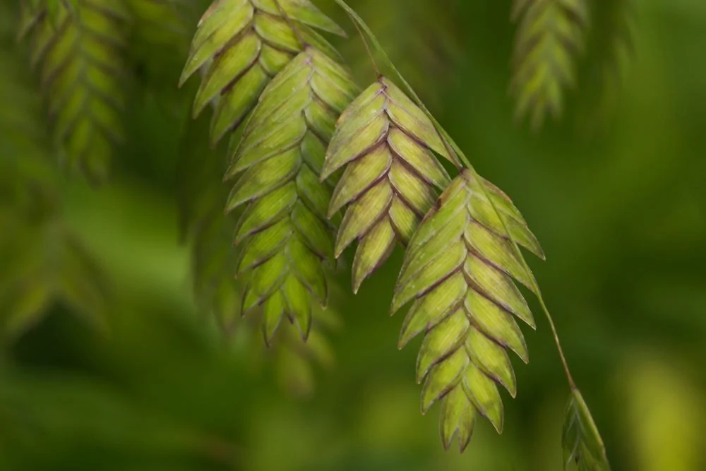 Northern Sea Oats Fall