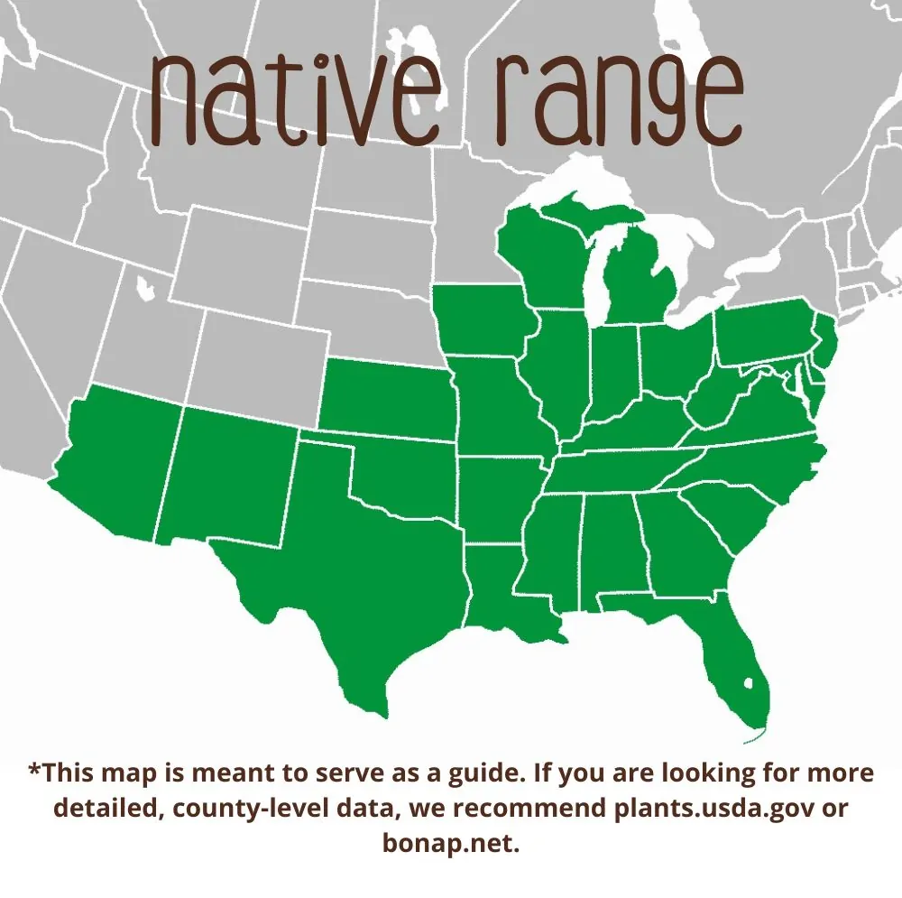 Northern Sea Oats Range
