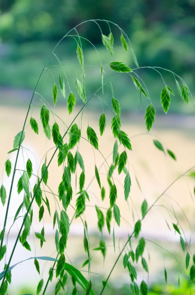 Northern Sea Oats Spring