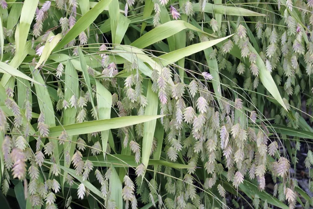 Northern Sea Oats Summer