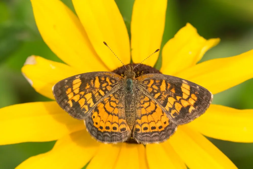 Pearl Crescent Butterfly