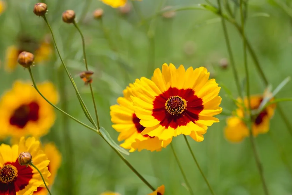 Plains Coreopsis Closeup