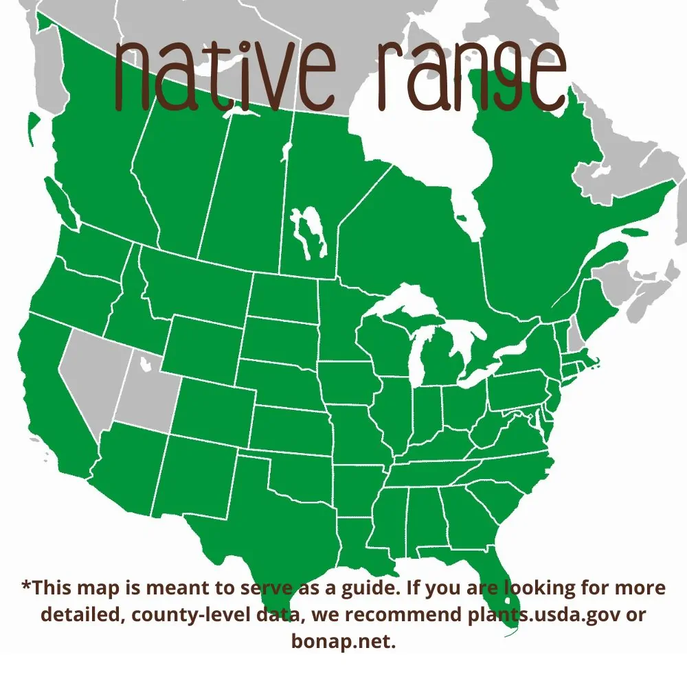 Plains Coreopsis Range