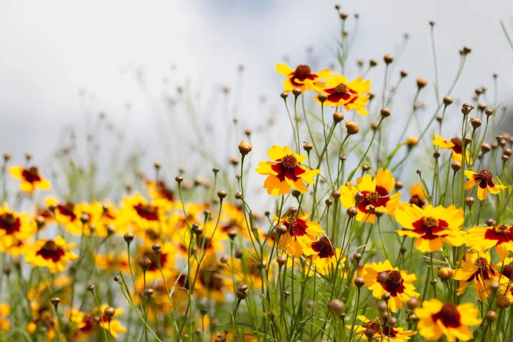 Plains Coreopsis