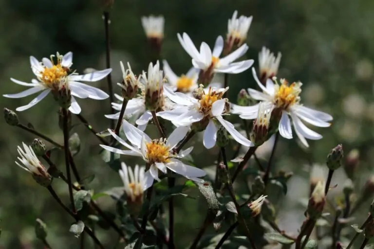 White Wood Aster Closeup