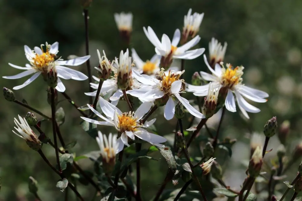 White Wood Aster Closeup