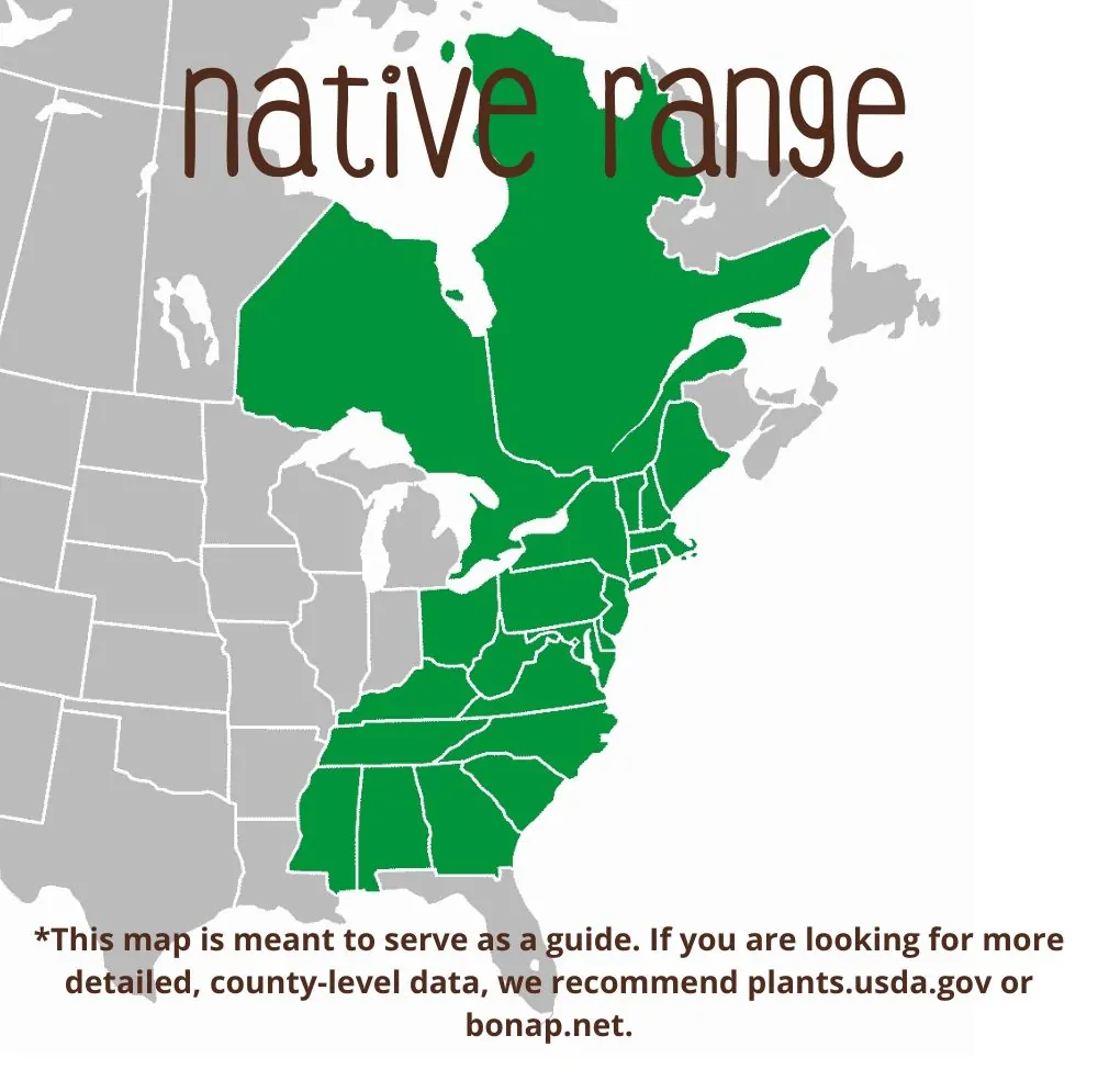 White Wood Aster Range