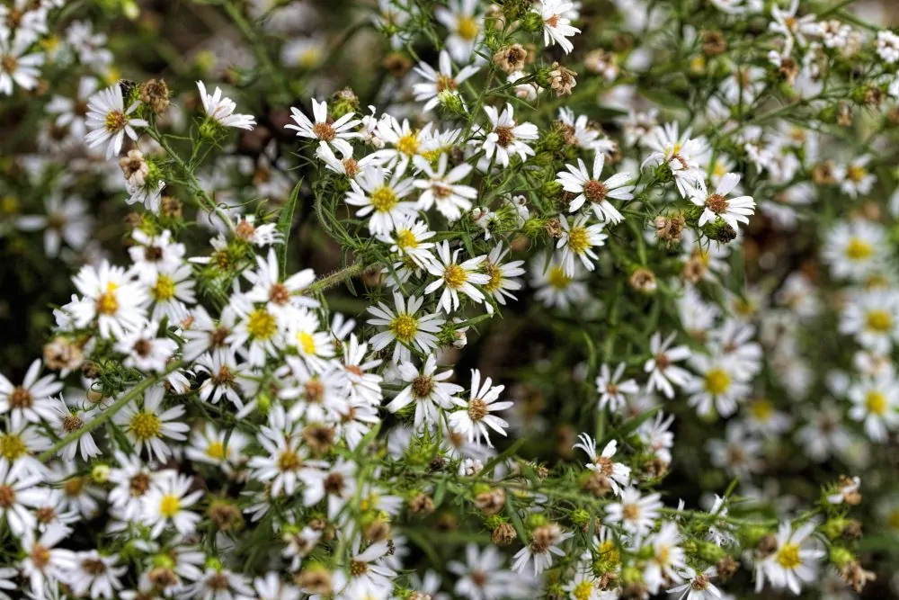 White Wood Aster