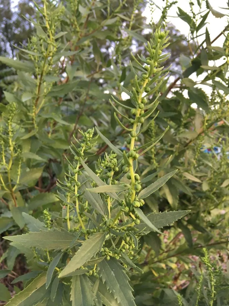 Marsh Elder Buds