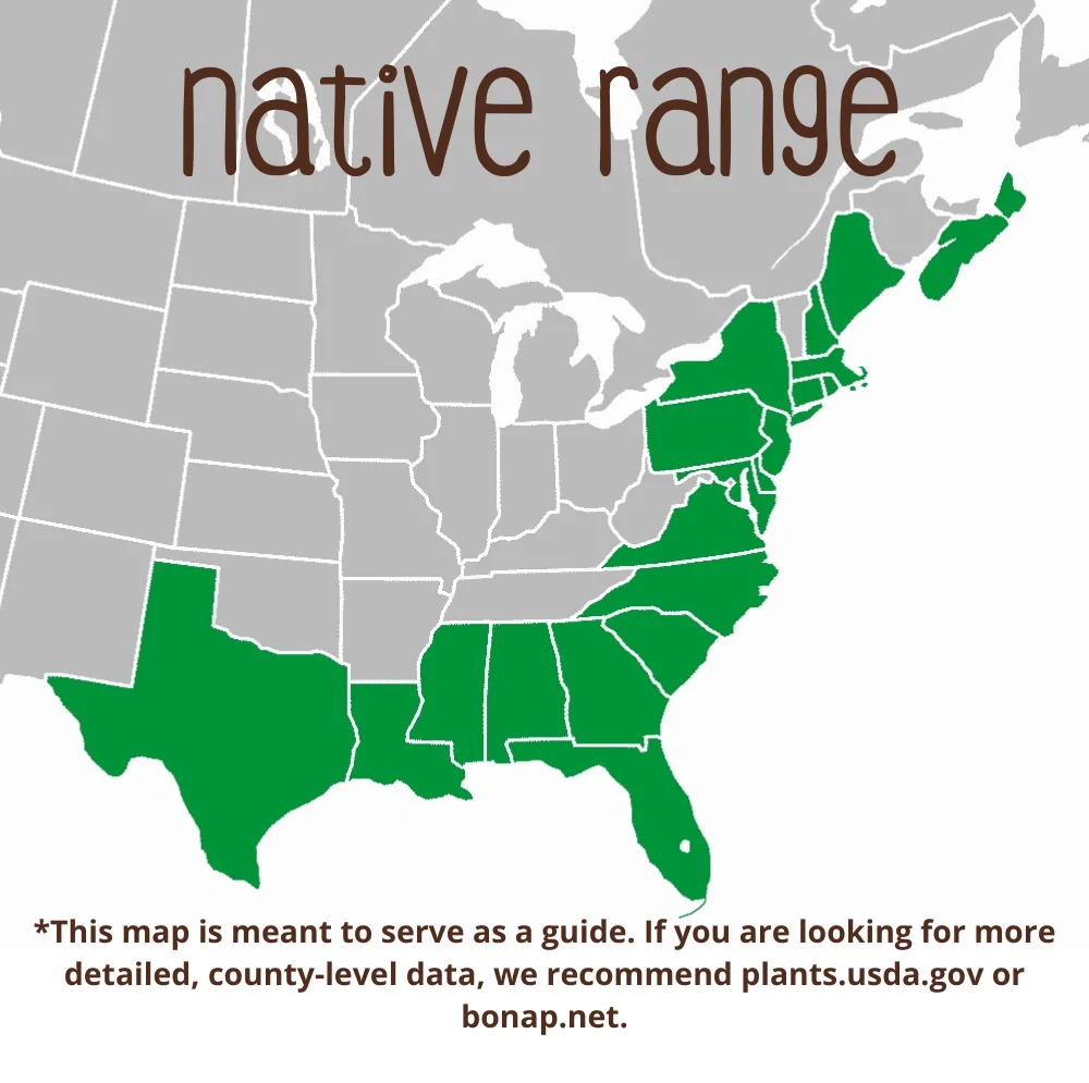 Marsh Elder Range