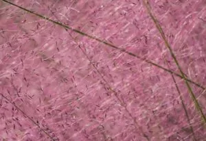 Purple Lovegrass Closeup