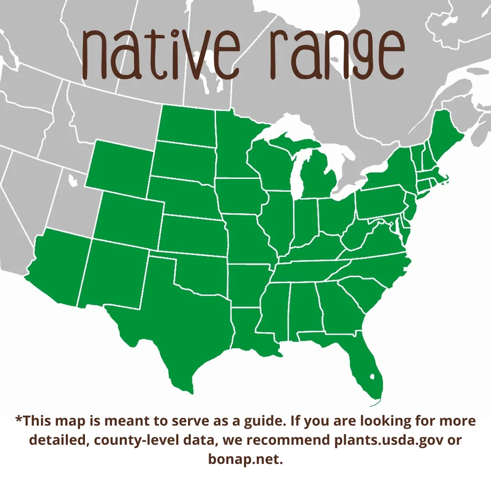 image of Purple Lovegrass Range