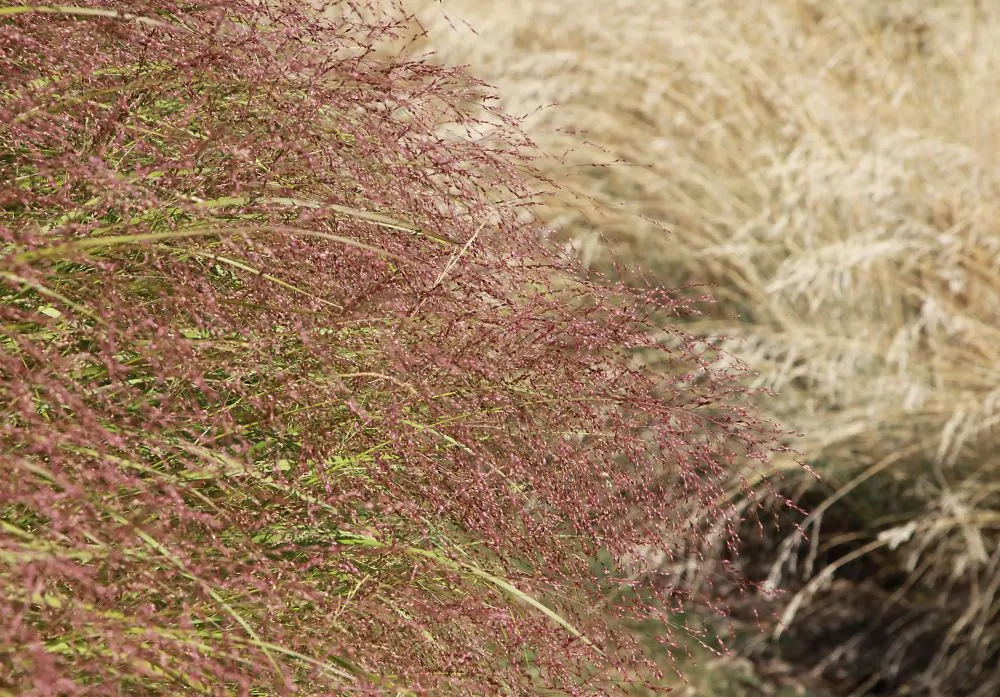 Purple Lovegrass