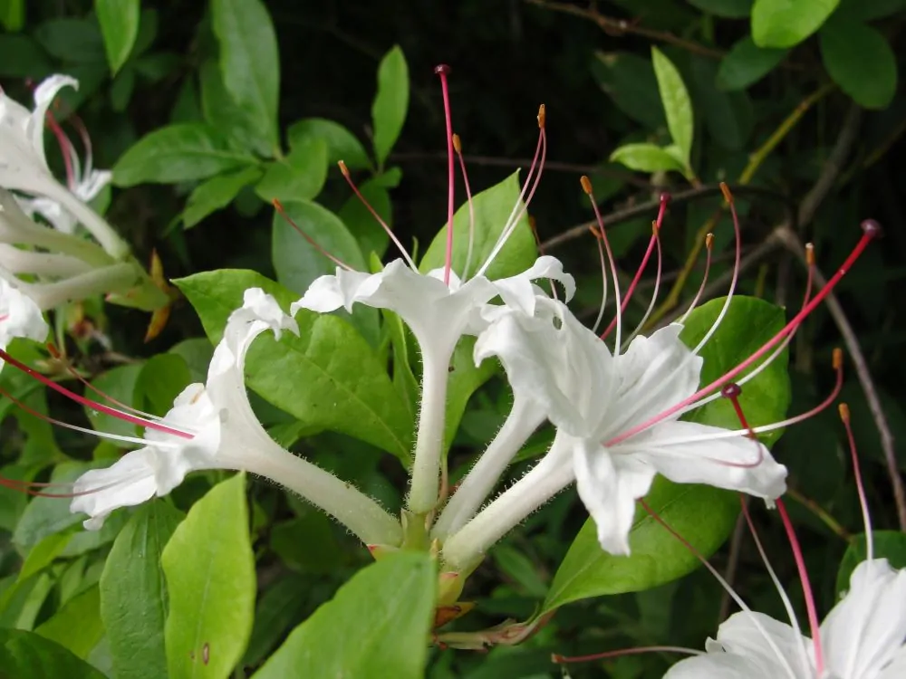 image of Sweet Azalea