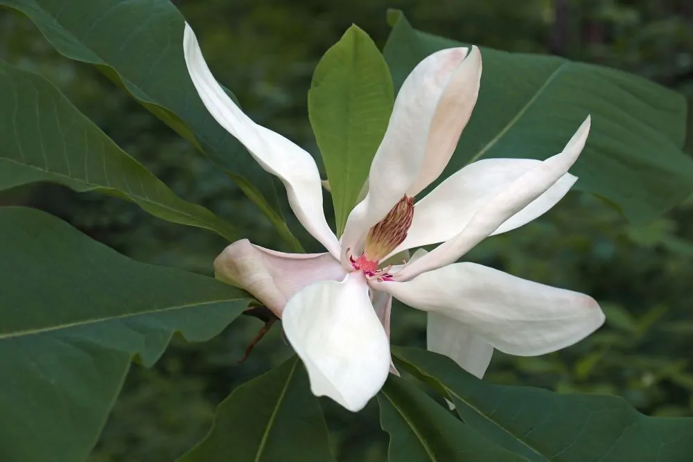 Bigleaf Magnolia Bloom