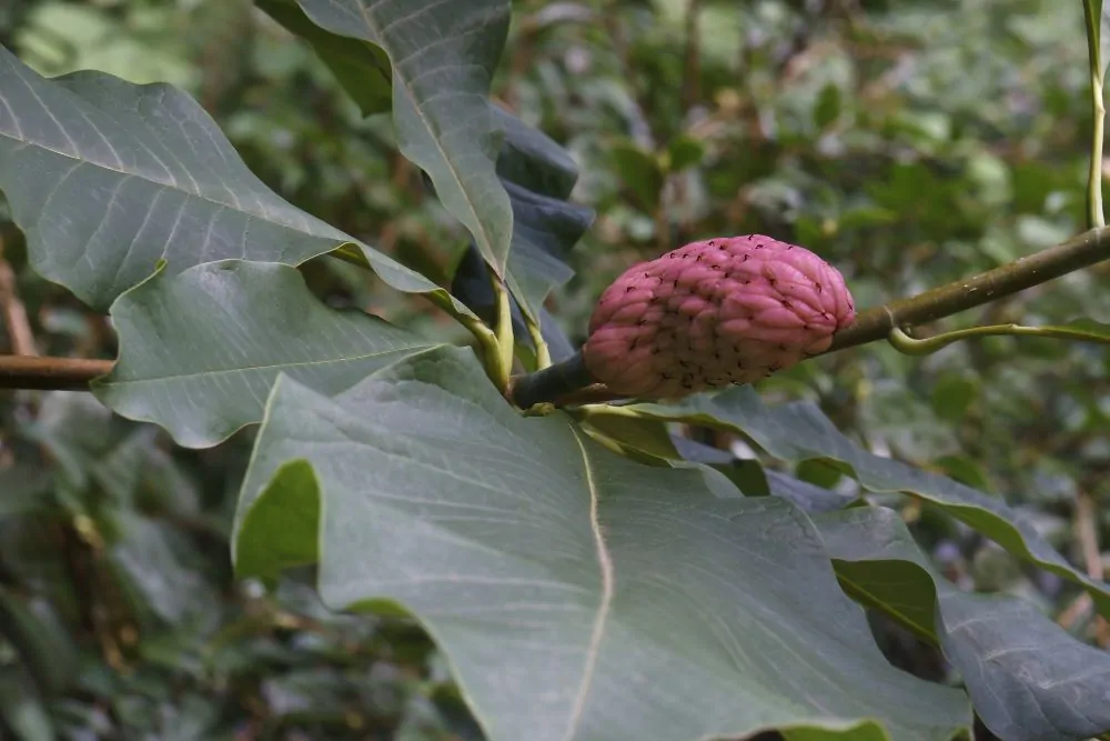 Bigleaf Magnolia Fruit