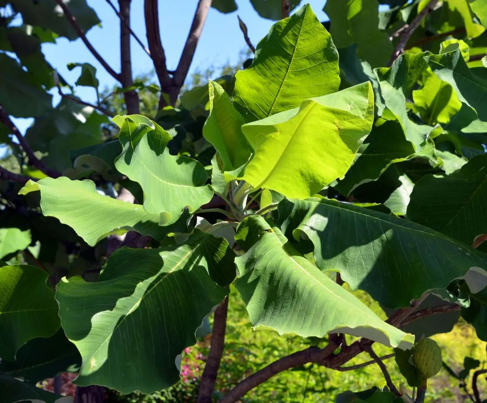 Bigleaf Magnolia Leaf