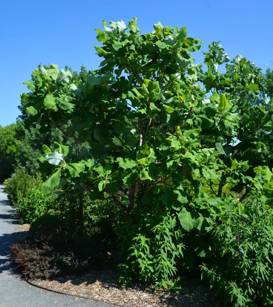 Bigleaf Magnolia Tree