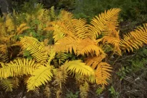 image of Cinnamon Fern Fall Color