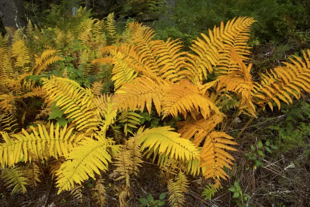 image of Cinnamon Fern Fall Color