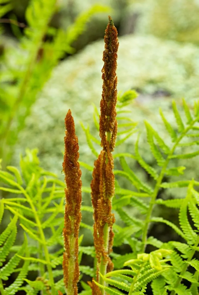 image of Cinnamon Fern Fertile Fronds