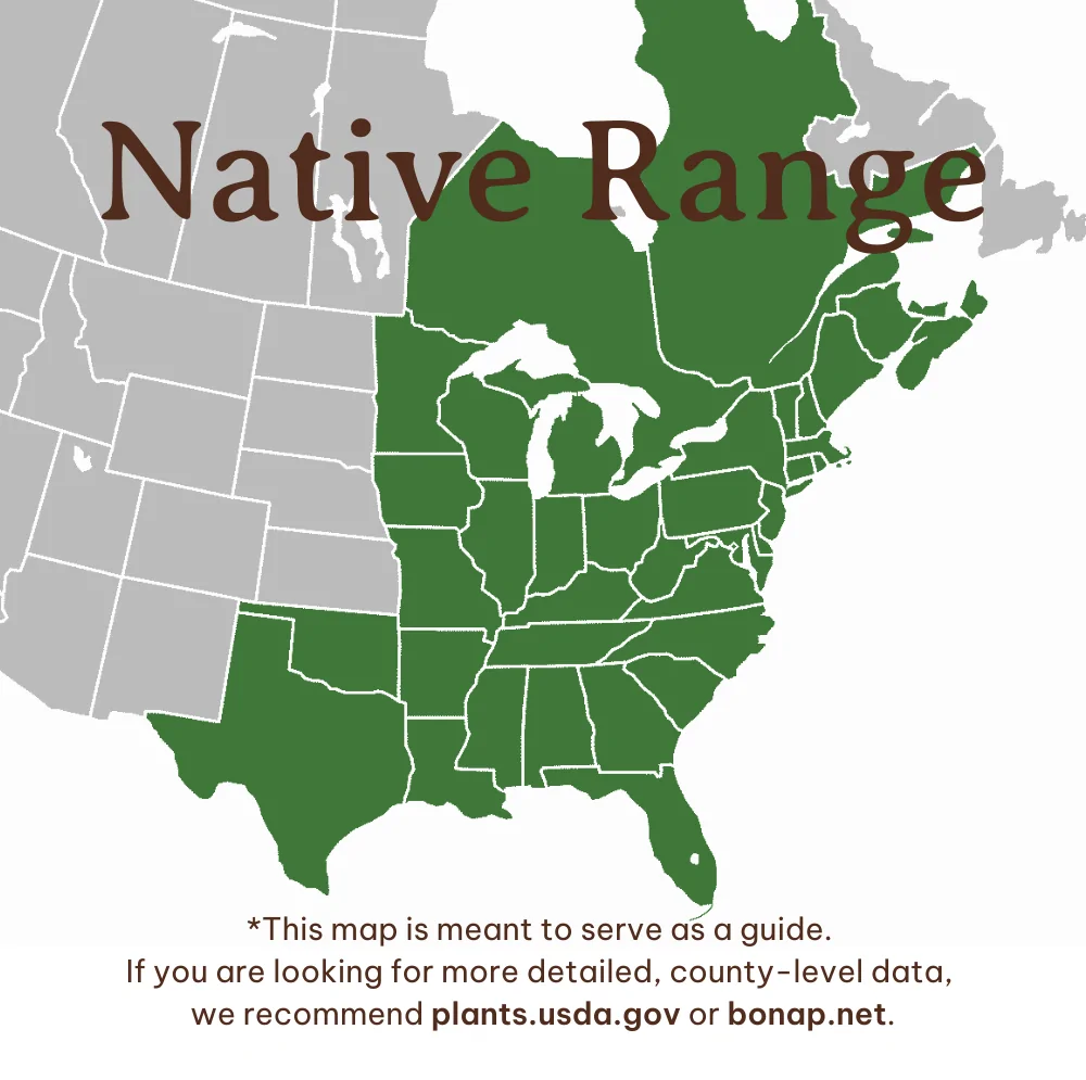 image of Cinnamon Fern Range