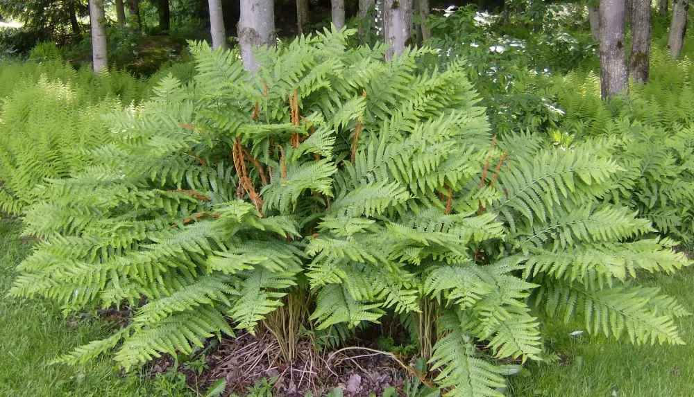 image of Cinnamon Fern