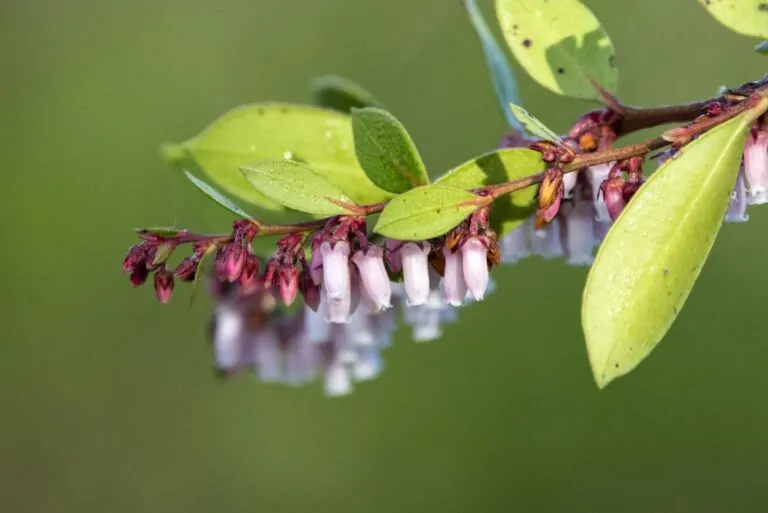 image of Fetterbush Blooms on Direct Native Plants website