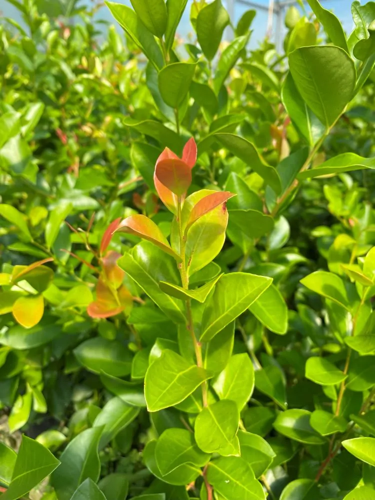 image of Fetterbush New Growth
