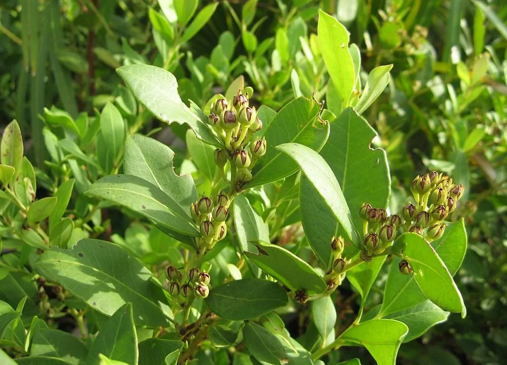 image of Fetterbush Seed Capsule