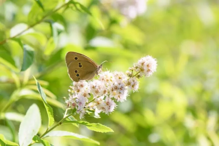 Meadowsweet Butterfly