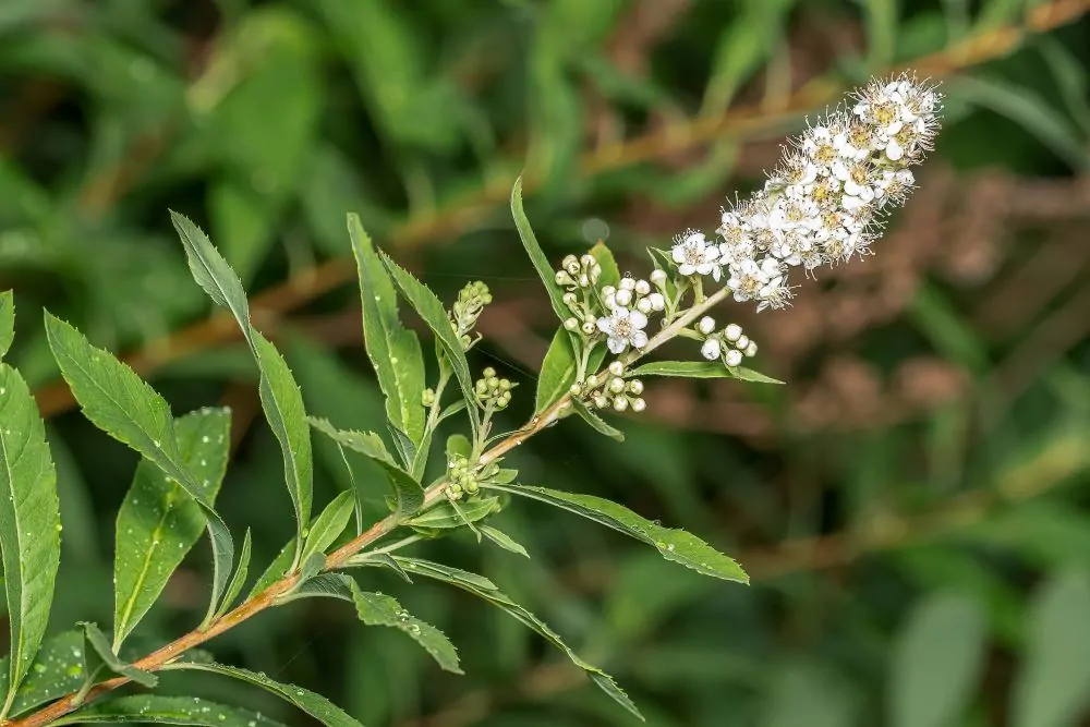 image of Meadowsweet Closeup