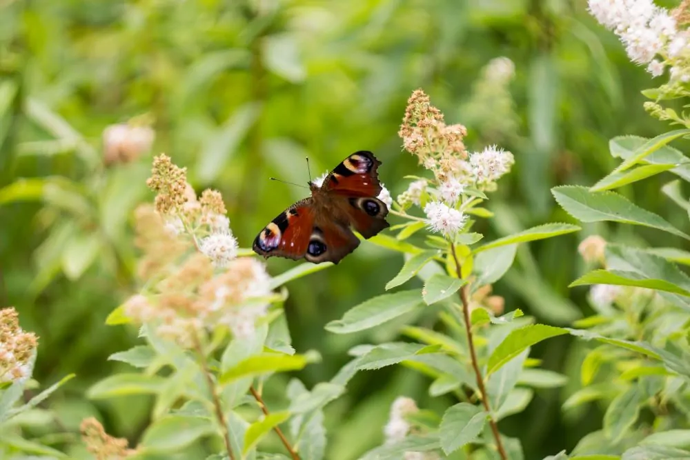 image of Meadowsweet Late Season