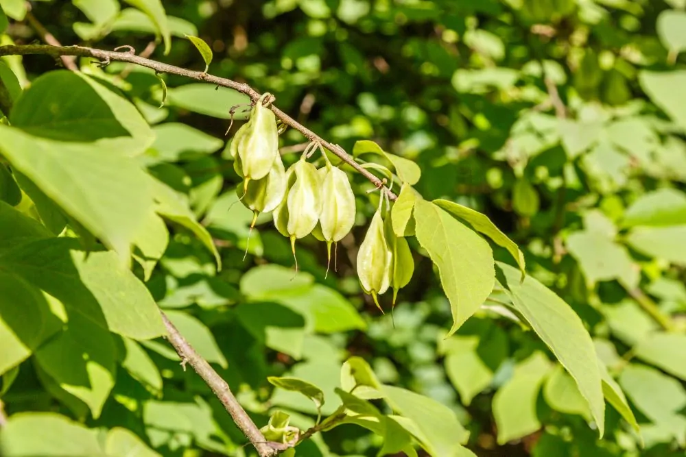 Mountain Silverbell Fruit