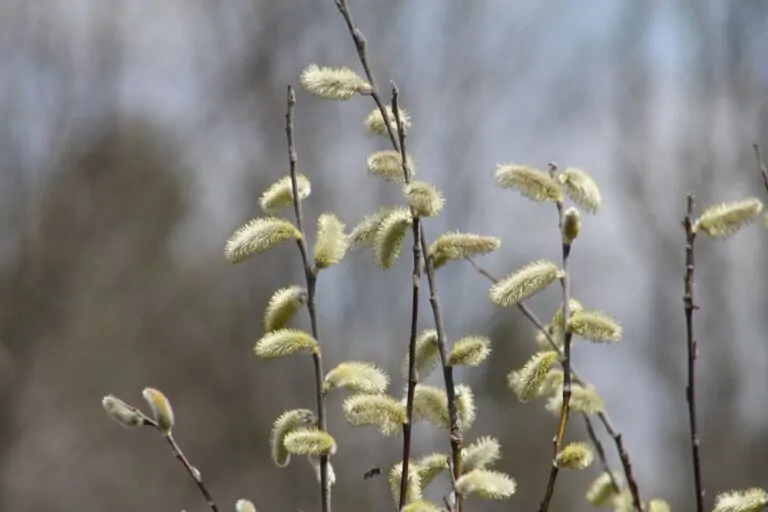 Pussy Willow