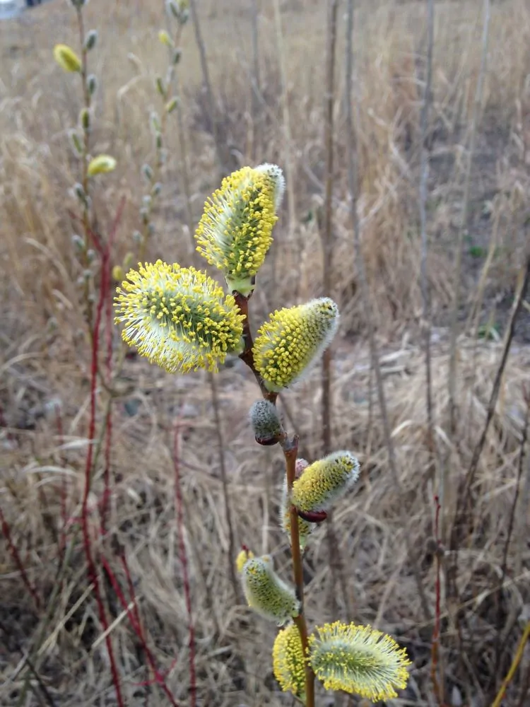 Pussy Willow Closeup