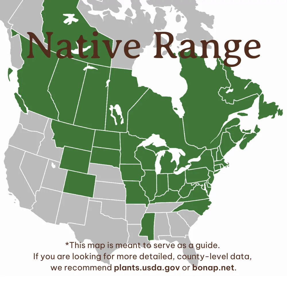 Pussy Willow Range