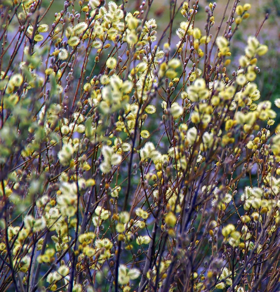 Pussy Willow Shrub